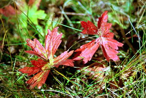 Fall colors