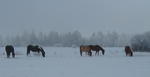 Misty winter morning