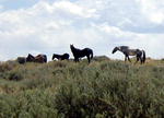 Wild Horses