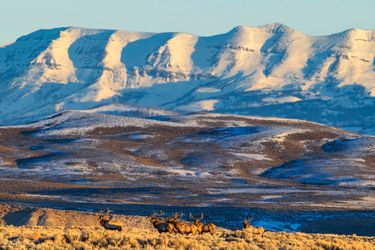 Sawtooth elk. Photo by Dave Bell.