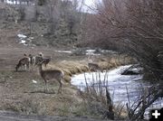 Deer by Canal. Photo by Pinedale Online.
