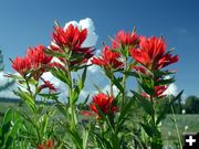 Indian Paintbrush. Photo by Pinedale Online.