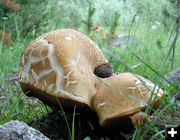 Huge Mushroom. Photo by Pinedale Online.