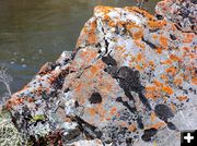 Orange Lichens. Photo by Pinedale Online.