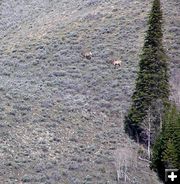 N Cottonwood Ck Elk. Photo by Pinedale Online.