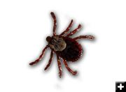 This is a Tick. Photo by Pinedale Online.