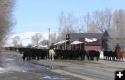 Cattle drive through Daniel. Photo by Dawn Ballou, Pinedale Online.