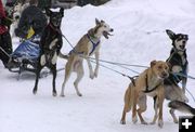 Dogs ready to race. Photo by Dawn Ballou, Pinedale Online.