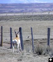 Antelope fence block. Photo by Pinedale Online.