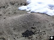 Ant Hill. Photo by Dawn Ballou, Pinedale Online.