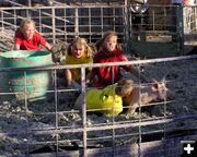 Pig Wrestling. Photo by Pinedale Online.