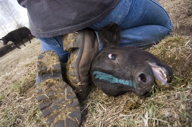 Bawling baby!. Photo by Tara Bolgiano.