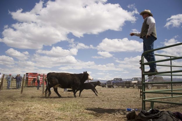 Chris Sullivan counts the cows on their way back to pasture. Photo by Tara Bolgiano.