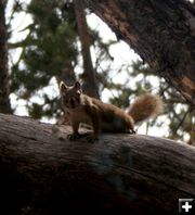 Tree squirrel. Photo by Clint Gilchrist, Pinedale Online.