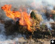 Torching Willows. Photo by Clint Gilchrist, Pinedale Online.