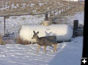 Deer on ranch. Photo by Dawn Ballou, Pinedale Online.