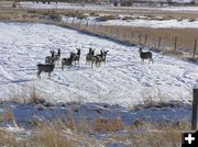 Deer on a ranch pasture. Photo by Dawn Ballou, Pinedale Online.
