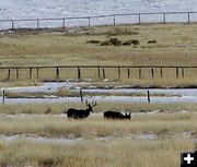 Deer use ranch pastures. Photo by Dawn Ballou, Pinedale Online.