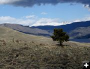 Mule Deer and Lone Tree. Photo by Garrett Bardin.