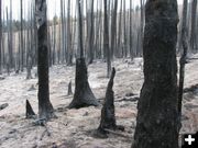Burned trees. Photo by Kenna Tanner.