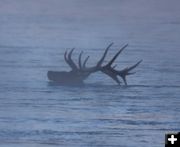 Elk swimming the Snake River. Photo by Dave Bell.
