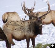 8x7 elk. Photo by Ranae Lozier.
