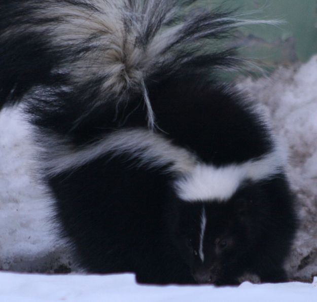 Striped Skunk. Photo by Dawn Ballou, Pinedale Online.