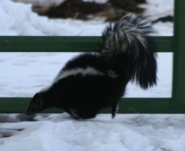 Running Skunk. Photo by Dawn Ballou, Pinedale Online.
