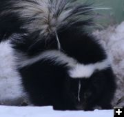 Striped Skunk. Photo by Dawn Ballou, Pinedale Online.