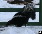 Running Skunk. Photo by Dawn Ballou, Pinedale Online.