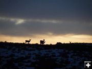 Mule deer at sunset. Photo by Holly Conway.