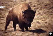 Bison. Photo by NPS (Photographer unknown, 1966).