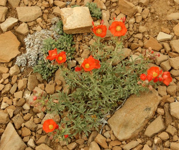 Orange Globe Mallow. Photo by Dawn Ballou, Pinedale Online.