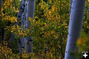 Aspen. Photo by Pam McCulloch, Pinedale Online.