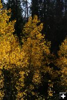 Yellow . Photo by Pam McCulloch, Pinedale Online.