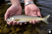 Whitefish. Photo by Mark Gocke, Wyoming Game & Fish.