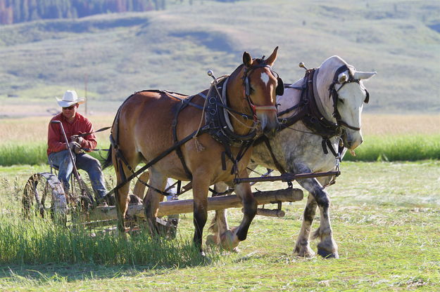 Haying with horses in Bondurant. Photo by Barbara Ellwood.