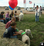 Sheep & guard dog. Photo by Dawn Ballou, Pinedale Online.
