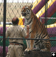 Tiger. Photo by Dawn Ballou, Pinedale Online.