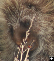 Beaver teeth. Photo by Dawn Ballou, Pinedale Online.
