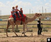Free Camel Rides. Photo by Dawn Ballou, Pinedale Online.