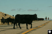 Cow in the road. Photo by Dawn Ballou, Pinedale Online.