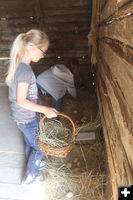 Collecting eggs. Photo by Dawn Ballou, Pinedale Online.
