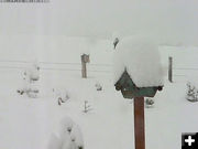 New snow in Bondurant. Photo by Dell Fork Ranch webcam.