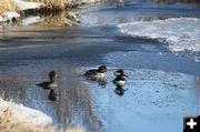 3 ducks. Photo by Pinedale Online.