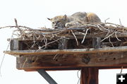 Bobcat nest. Photo by Fred Pflughoft.
