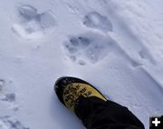Wolf tracks. Photo by Dave Bell.