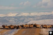 Bull elk. Photo by Karen Forrester.