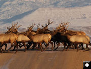Mass of antlers. Photo by Karen Forrester.