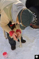 Checking paws after the race. Photo by Terry Allen.